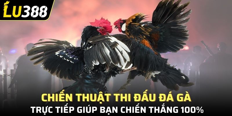 Chiến thuật thi đấu đá gà trực tiếp giúp bạn chiến thắng 100%