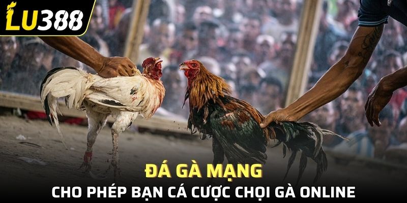 Chọn nhà cái chọi gà chính xác luôn rất quan trọng
