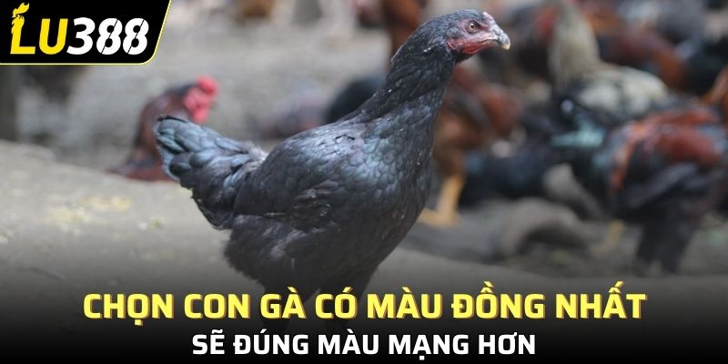 Chọn những con gà có màu đồng nhất sẽ đúng màu mạng hơn