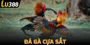 đá gà cựa sắt
