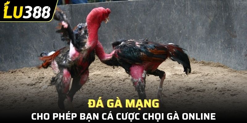 Đá gà mạng cho phép bạn cá cược chọi gà online