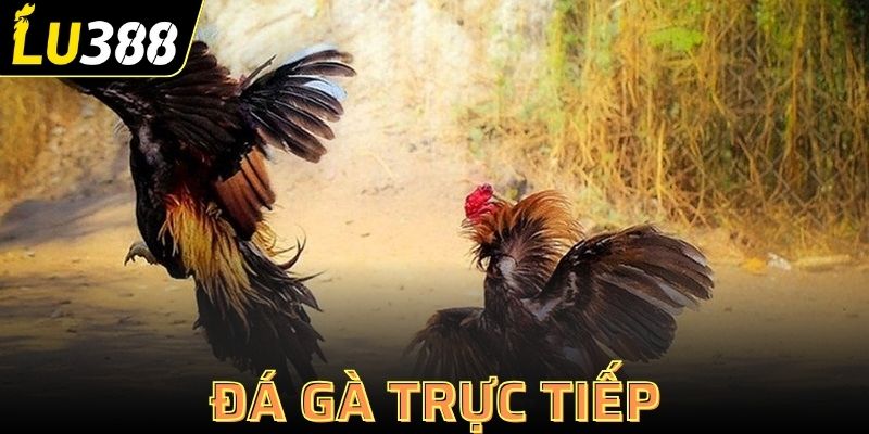 đá gà trực tiếp