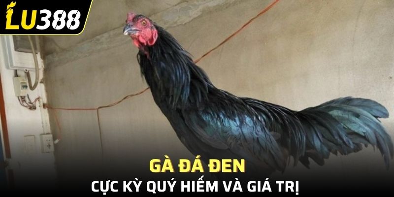 Gà đá đen cực kỳ quý hiếm và giá trị 