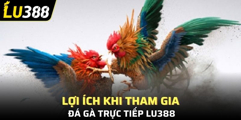 Lợi ích khi tham gia đá gà trực tiếp Lu388