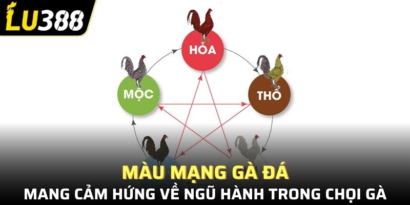Màu mạng gà đá mang cảm hứng về ngũ hành trong chọi gà