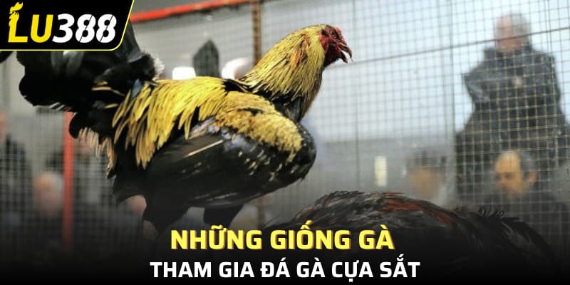 Những giống gà đá tham gia đấu gà cựa sắt