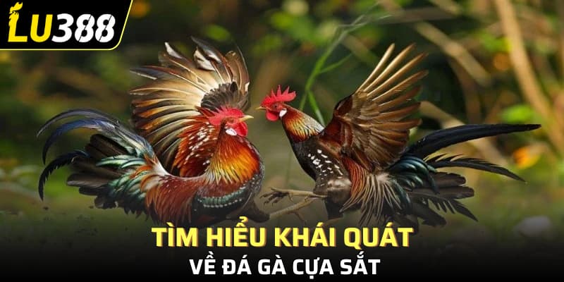 Tìm hiểu khái quát về đá gà cựa sắt