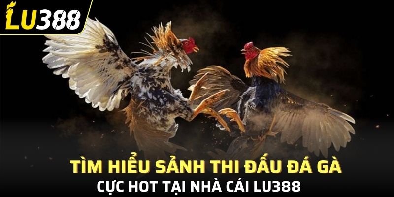 Tìm hiểu sảnh thi đấu đá gà cực hot tại nhà cái Lu388