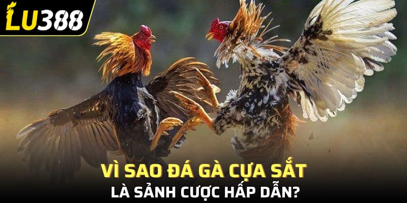 Vì sao đá gà cựa sắt là sảnh cược hấp dẫn?