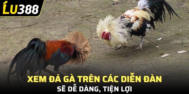 Xem đá gà trên các diễn đàn sẽ dễ dàng, tiện lợi